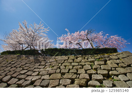 さくら満開の福井城祉お堀 125985140