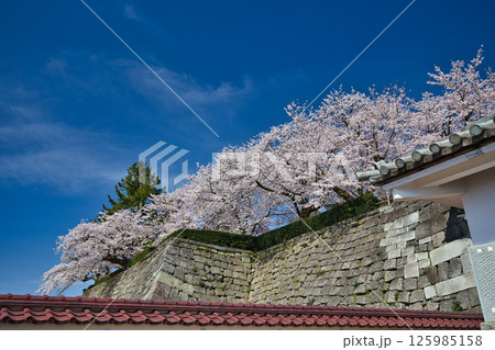さくら満開の福井城祉お堀 125985158