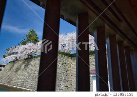 さくら満開の福井城祉お堀 125985159