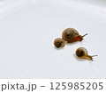 三匹のカタツムリ2 125985205