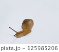 カタツムリ 125985206