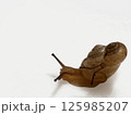 上に乗るカタツムリ 125985207