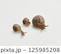 三匹のカタツムリ 125985208