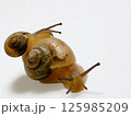 乗るカタツムリ2 125985209