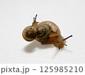 乗るカタツムリ 125985210