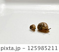 二匹のカタツムリ2 125985211