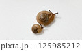 二匹のカタツムリ 125985212