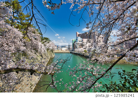 さくら満開の福井城祉お堀 125985241
