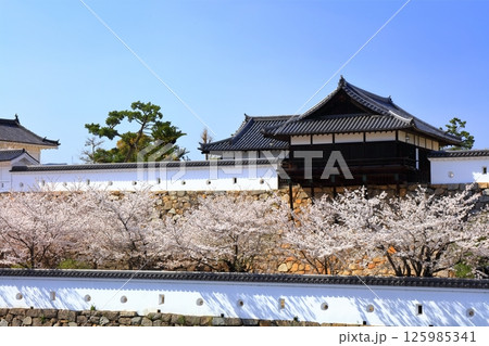 【広島県】桜咲く春の福山城(復興後)福山城桜まつり 【広島県】桜咲く春の福山城(復興後)福山城桜まつり 125985341