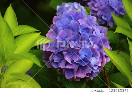 雨に濡れた紫陽花 125985575