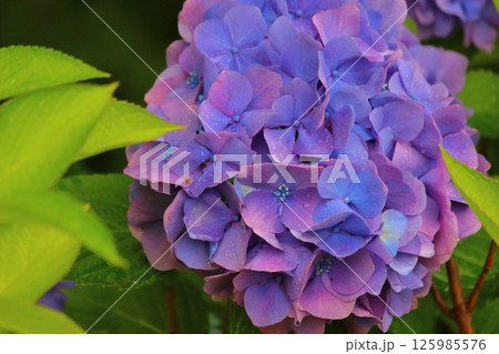 梅雨に咲く紫陽花 125985576