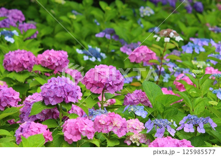 梅雨の晴れ間に咲く紫陽花 125985577