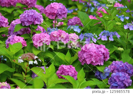 梅雨の晴れ間に咲く紫陽花 125985578
