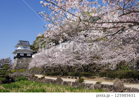 青空と玖島城址の桜 125985631