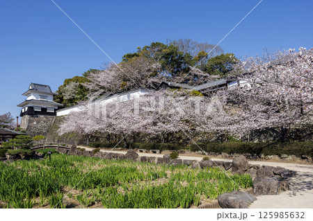 青空と玖島城址の桜 125985632