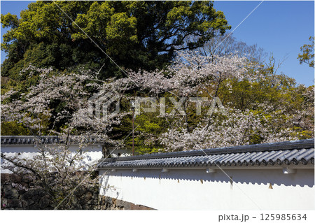 青空と玖島城址の桜 青空と玖島城址の桜 125985634