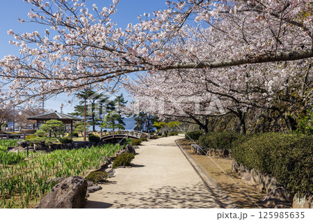 青空と玖島城址の桜 125985635