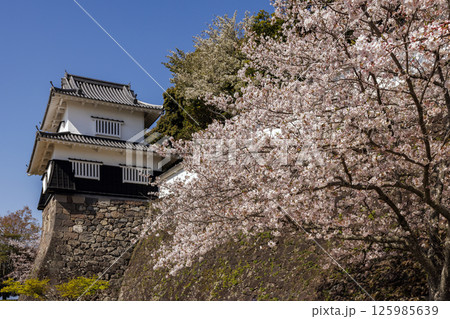 青空と玖島城址の桜 125985639