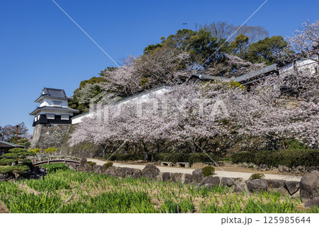 青空と玖島城址の桜 青空と玖島城址の桜 125985644