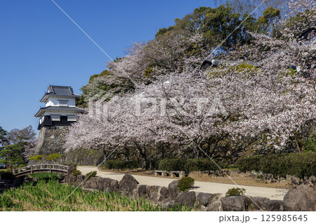 青空と玖島城址の桜 125985645