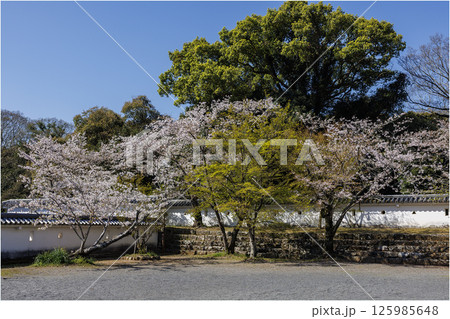 青空と玖島城址の桜 125985648