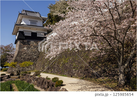 青空と玖島城址の桜 125985654