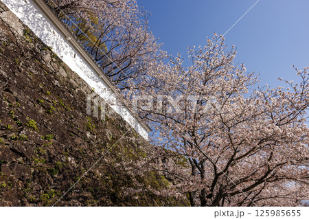 青空と玖島城址の桜 青空と玖島城址の桜 125985655