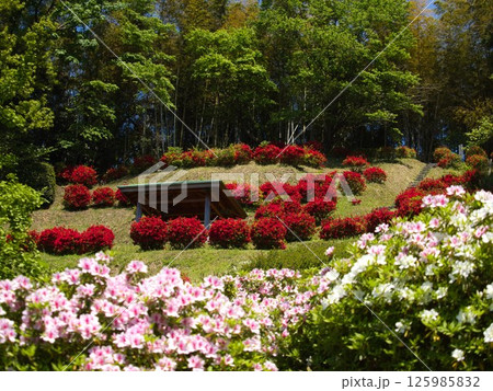 花の名所 新潟市さつき山公園 花の名所 新潟市さつき山公園 125985832