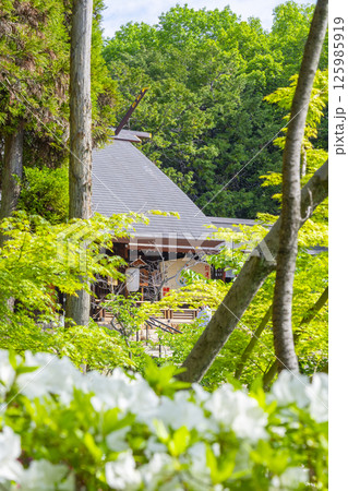 廣田神社　つつじ越しに見える拝殿（兵庫県西宮市） 125985919