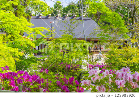 廣田神社　つつじ越しに見える拝殿（兵庫県西宮市） 125985920