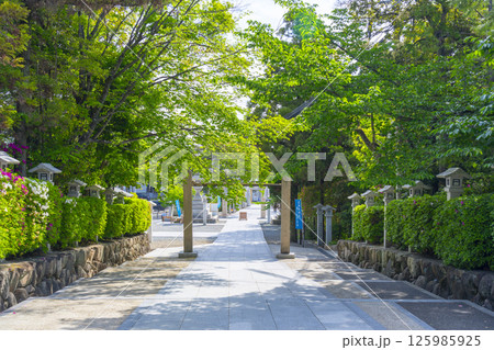 廣田神社　新緑に包まれた注連柱と参道（兵庫県西宮市） 125985925