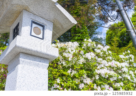 初夏の廣田神社　満開のツツジと石燈籠 125985932
