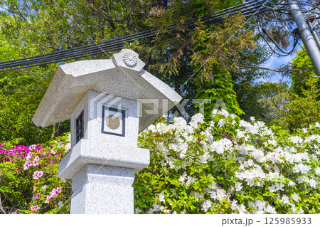 初夏の廣田神社　満開のツツジと石燈籠 125985933