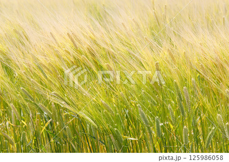 風に揺れる小麦畑 125986058