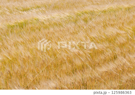 風に揺れる小麦畑 125986363