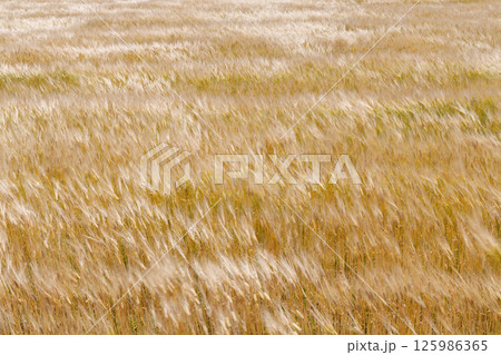 風に揺れる小麦畑 風に揺れる小麦畑 125986365