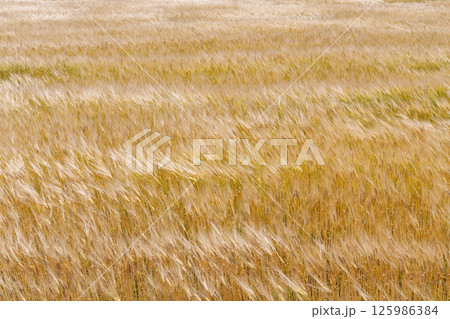 風に揺れる小麦畑 125986384
