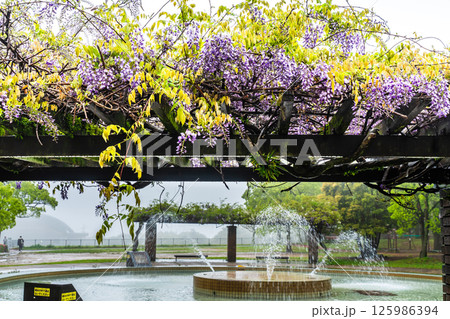 稲佐山公園のフジ【長崎市】 125986394