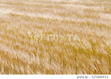 風に揺れる小麦畑 風に揺れる小麦畑 125986414