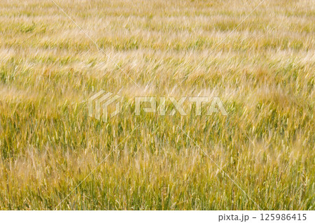 風に揺れる小麦畑 風に揺れる小麦畑 125986415