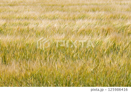 風に揺れる小麦畑 風に揺れる小麦畑 125986416