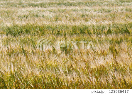 風に揺れる小麦畑 風に揺れる小麦畑 125986417