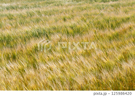 風に揺れる小麦畑 125986420
