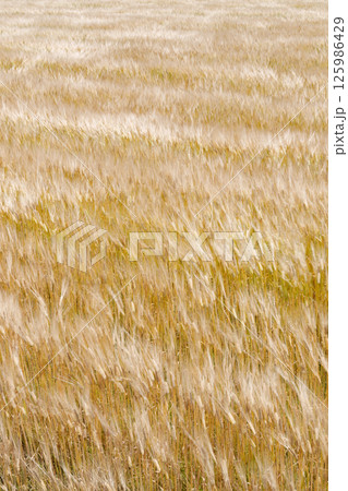 風に揺れる小麦畑 風に揺れる小麦畑 125986429