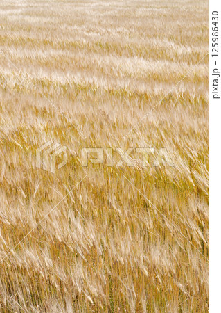 風に揺れる小麦畑 125986430