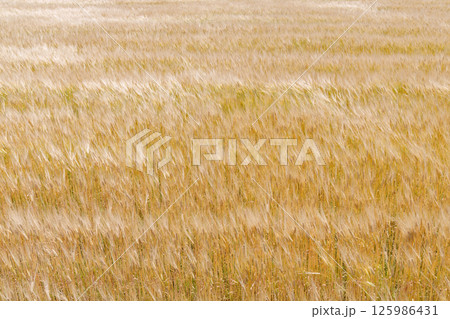 風に揺れる小麦畑 風に揺れる小麦畑 125986431
