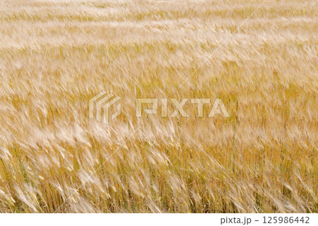 風に揺れる小麦畑 風に揺れる小麦畑 125986442