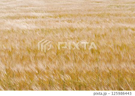 風に揺れる小麦畑 125986443