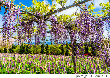 みやざき園のフジとルピナス【長崎県大村市】 みやざき園のフジとルピナス【長崎県大村市】 125986451