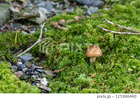 コケに生える小さく可愛いキノコのアップ写真 125986460